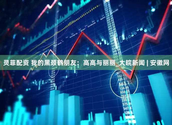 灵菲配资 我的黑颈鹤朋友：高高与丽丽_大皖新闻 | 安徽网
